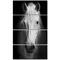 Designart - White Horse Black and White - Animal Canvas Art Print